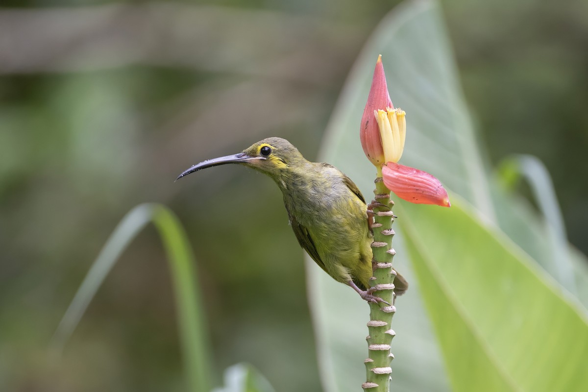 Yellow-eared Spiderhunter - ML641177800