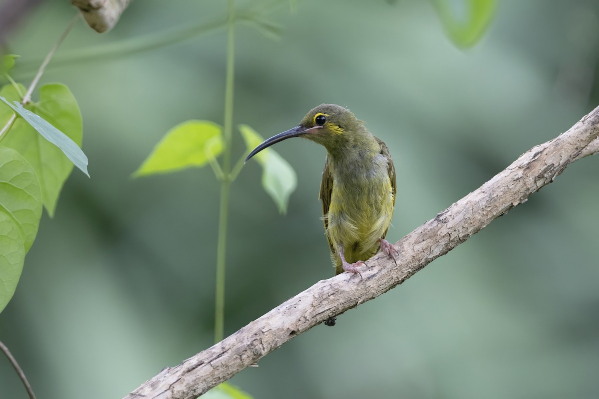 Yellow-eared Spiderhunter - ML641177801