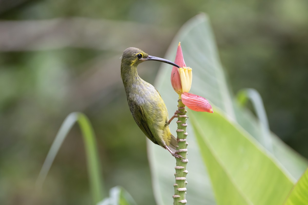 Yellow-eared Spiderhunter - ML641177802