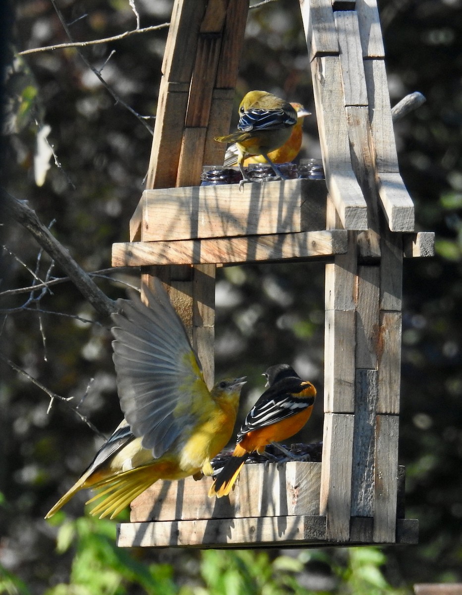 Baltimore Oriole - ML641177822