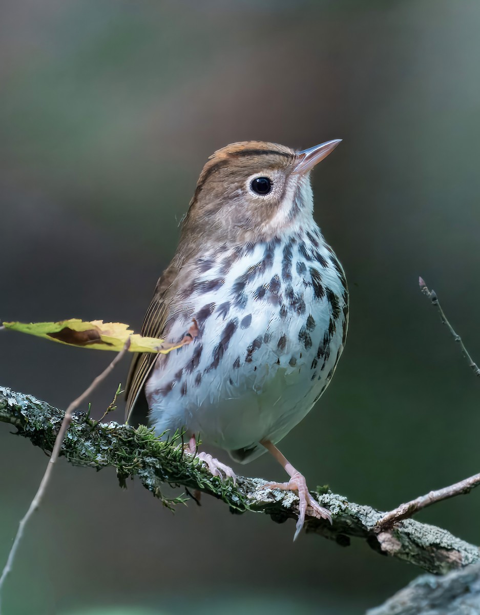 Ovenbird - ML641177823