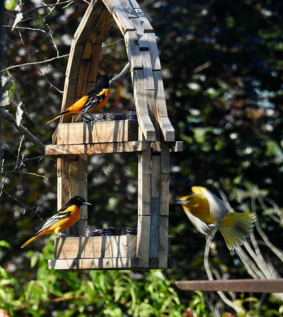 Baltimore Oriole - ML641177824