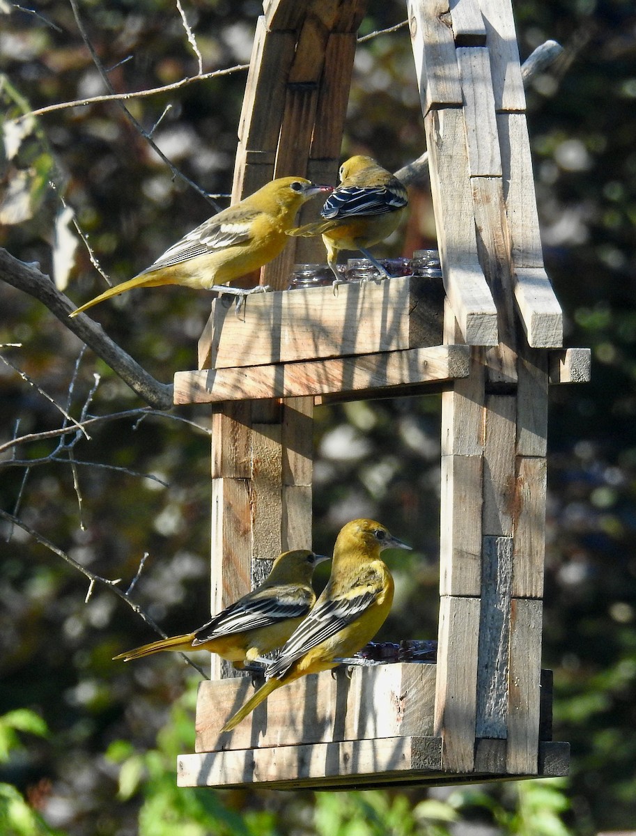 Baltimore Oriole - ML641177825