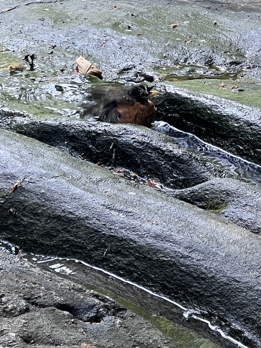 American Robin - ML641177893