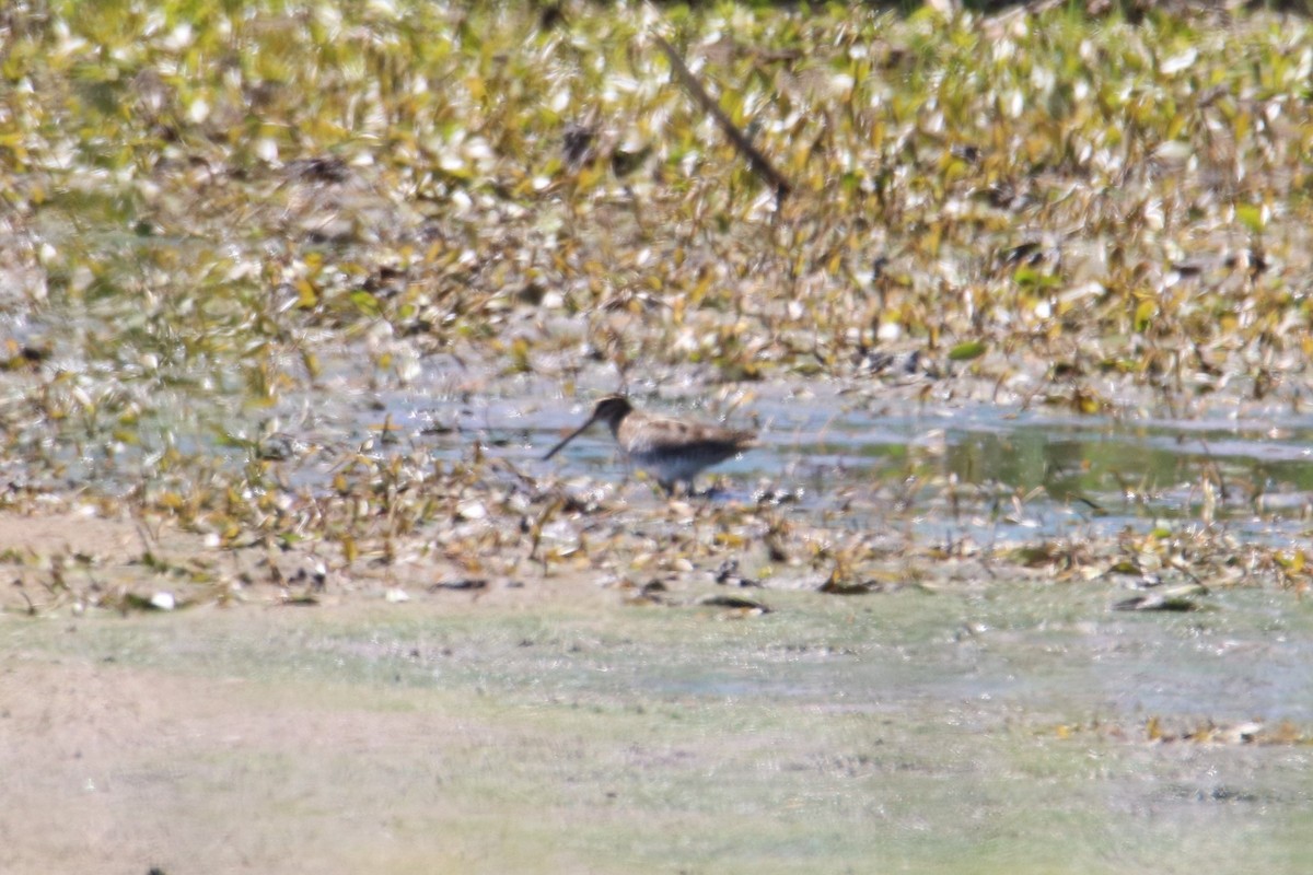 Wilsonbekassine - ML641177944