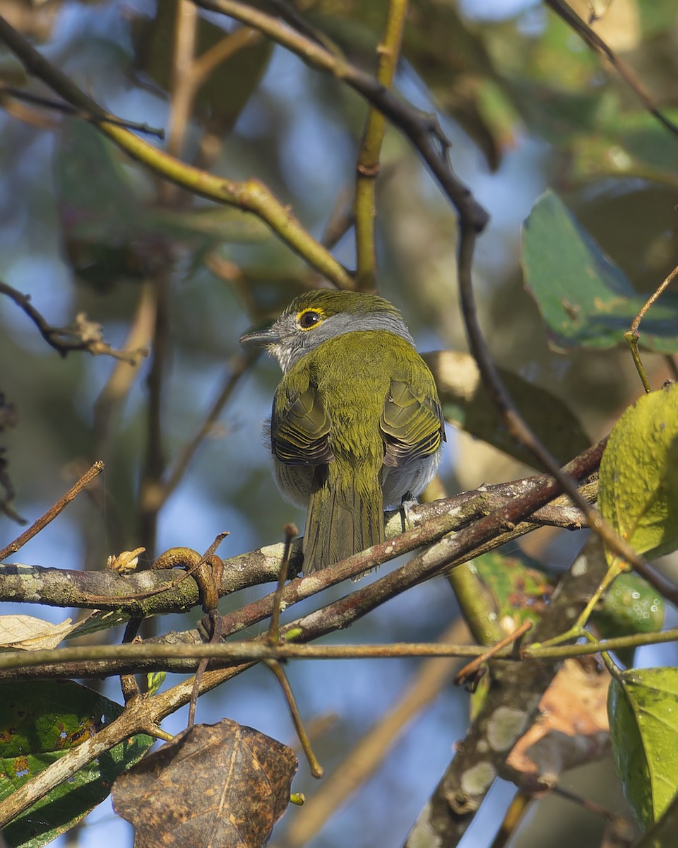 Green-backed Becard (Green-backed) - ML641177950