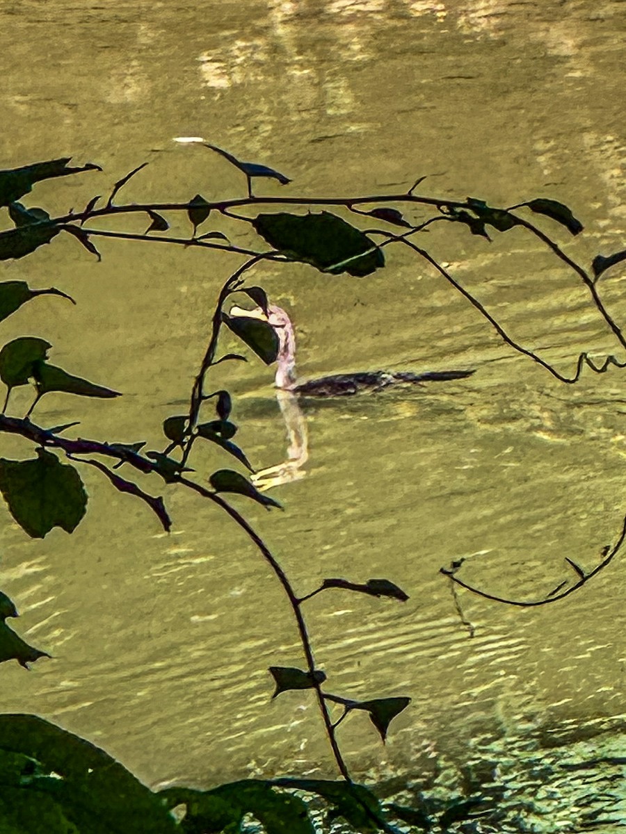 Double-crested Cormorant - ML641178023