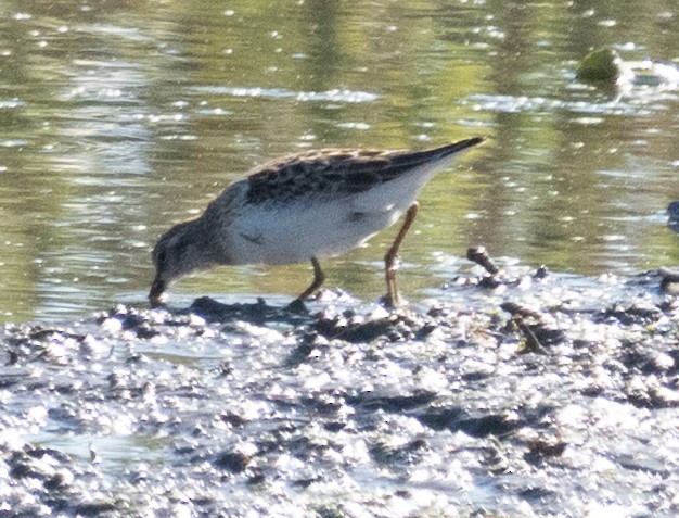 Least Sandpiper - ML641178048