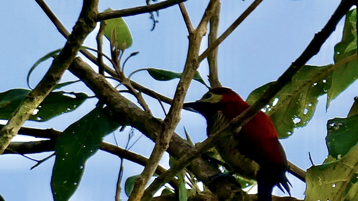 Crimson-mantled Woodpecker - ML641178062