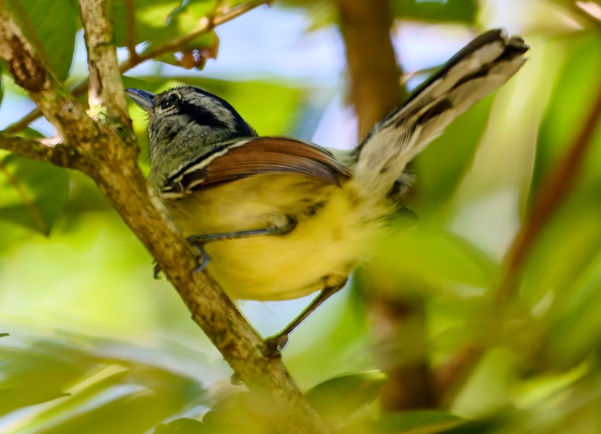 Rufous-margined Antwren - ML641178065