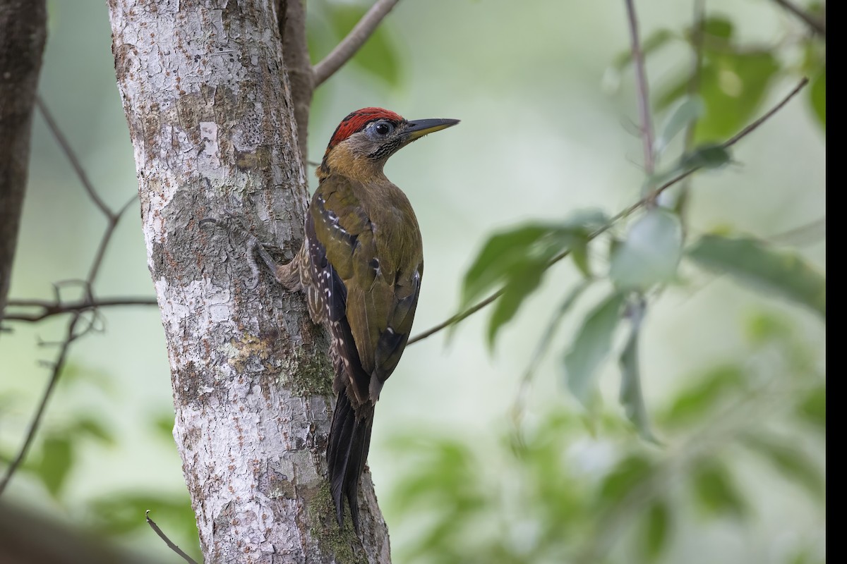 Streak-breasted Woodpecker - ML641178122