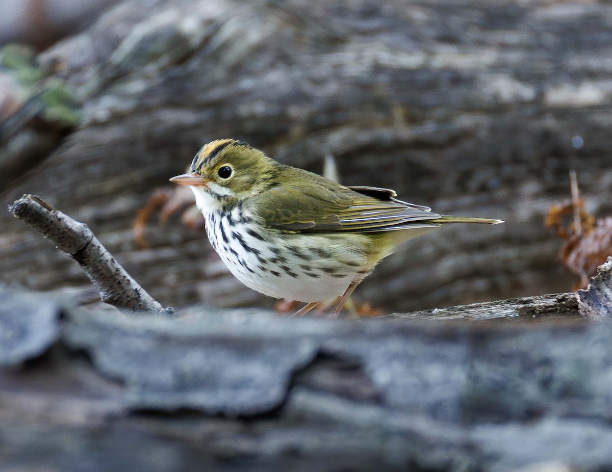 Ovenbird - ML641178128