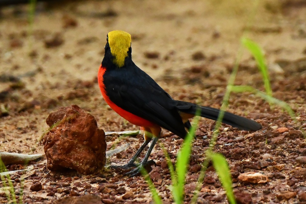 Yellow-crowned Gonolek - ML641178273
