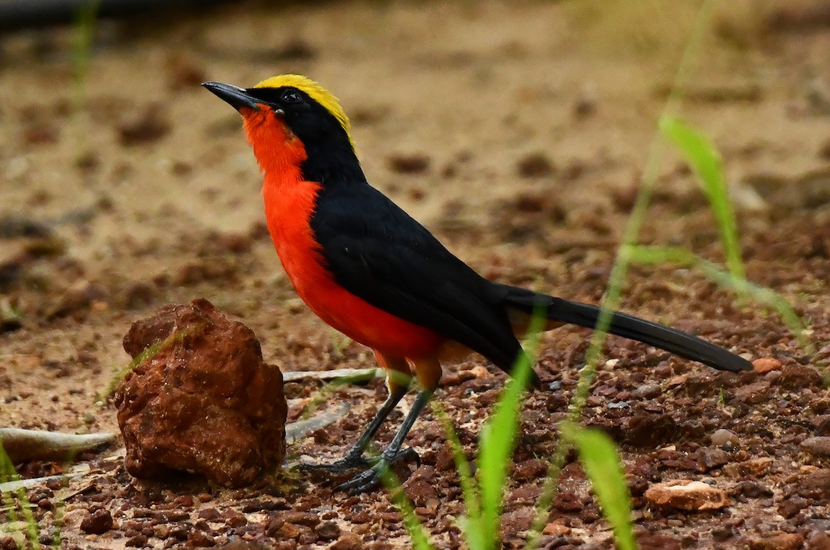 Yellow-crowned Gonolek - ML641178274