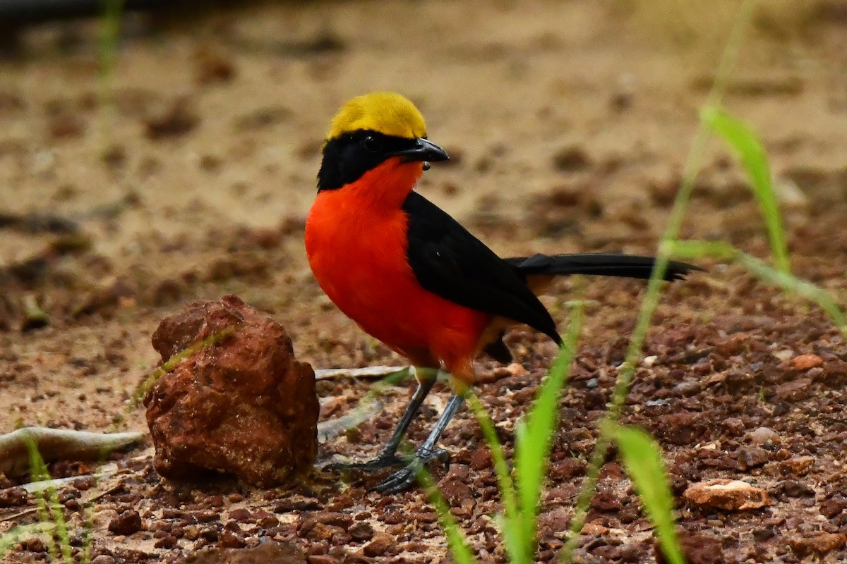 Yellow-crowned Gonolek - ML641178276