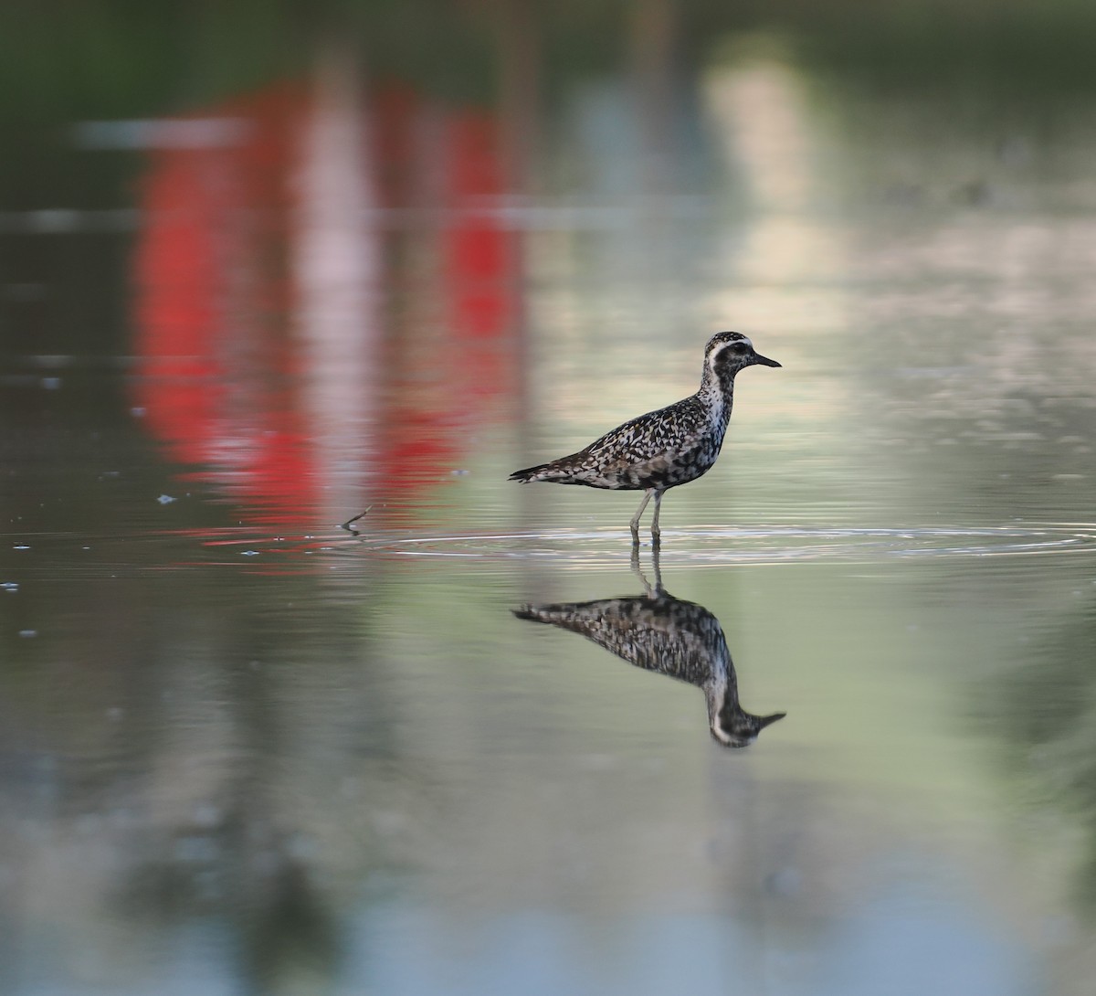 Pacific Golden-Plover - ML641178289