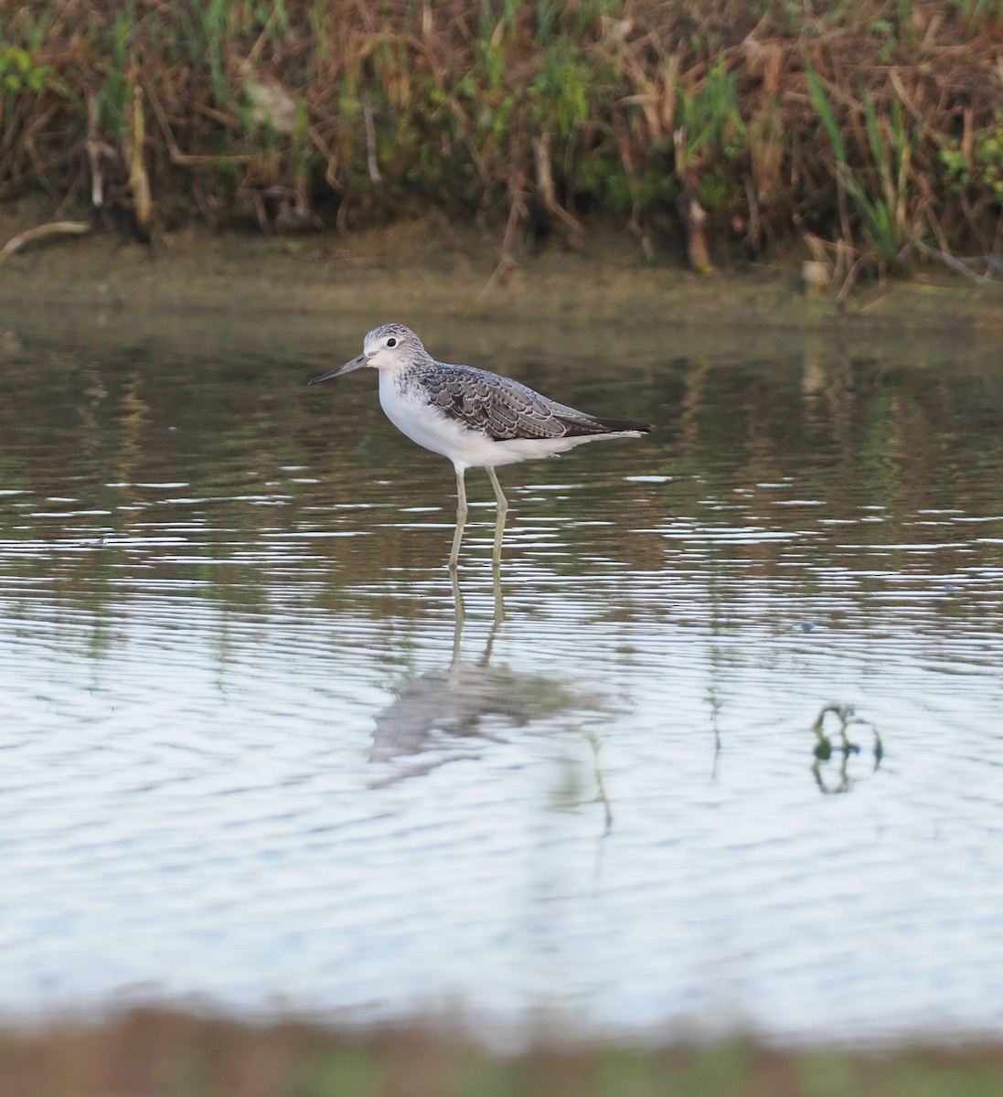 Common Greenshank - ML641178343
