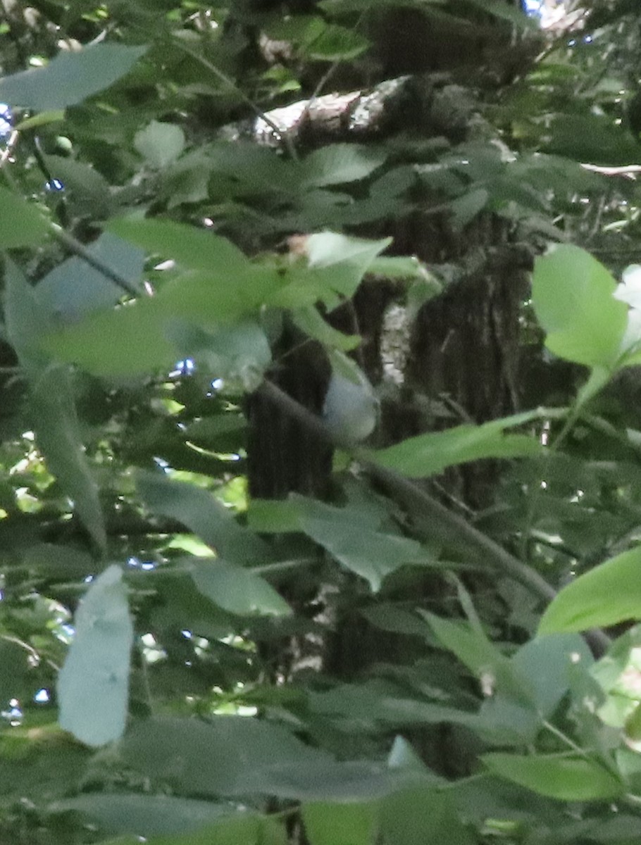 Chestnut-sided Warbler - ML641178345