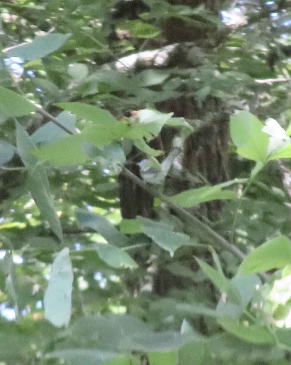 Chestnut-sided Warbler - ML641178346