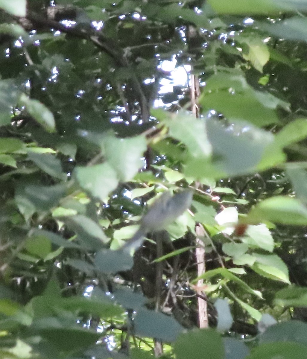 Chestnut-sided Warbler - ML641178347