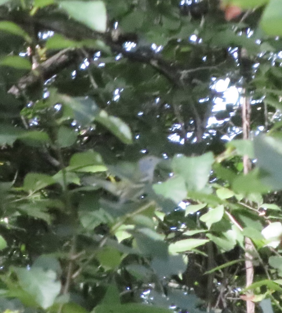 Chestnut-sided Warbler - ML641178348