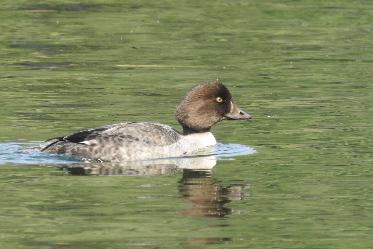 Barrow's Goldeneye - ML641178430