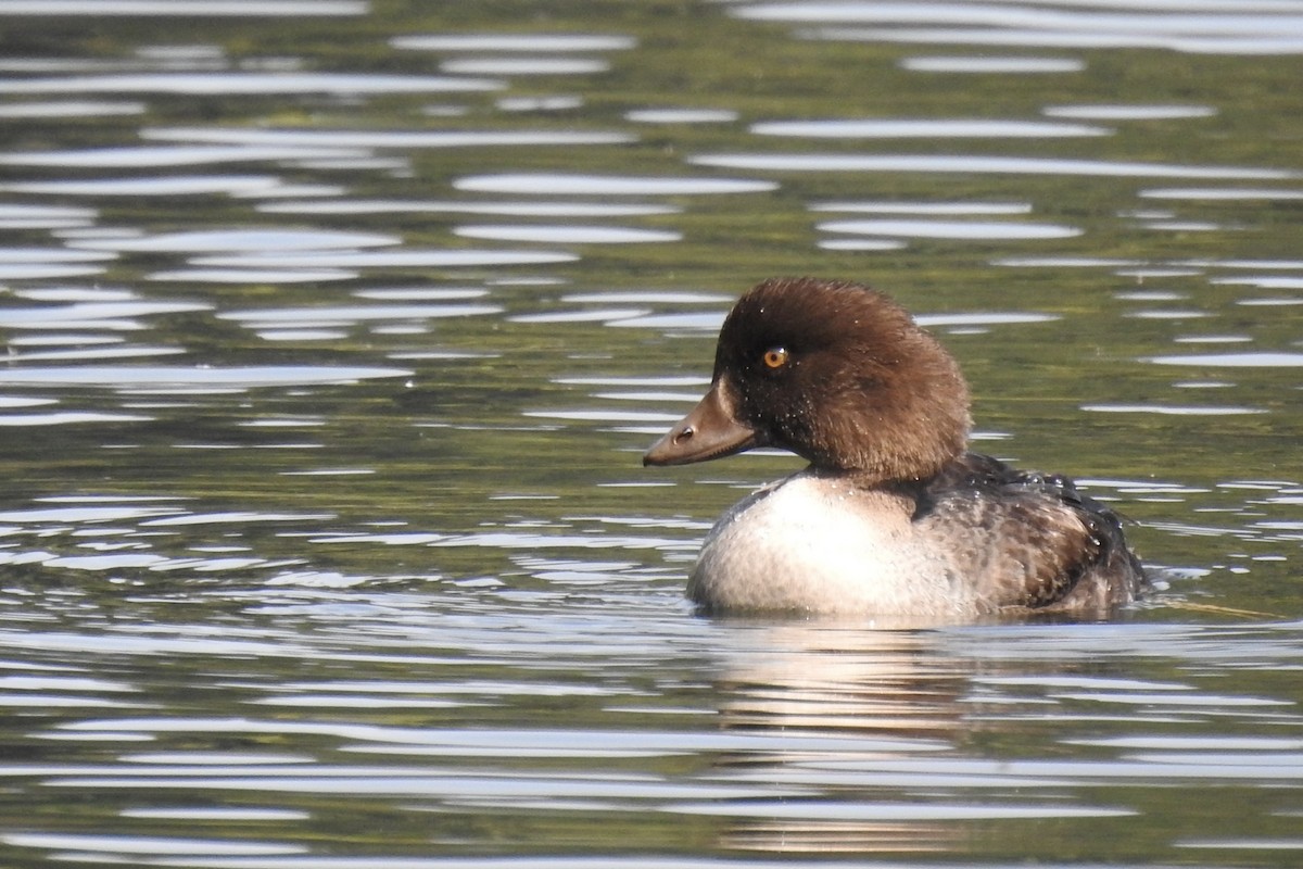 Barrow's Goldeneye - ML641178431