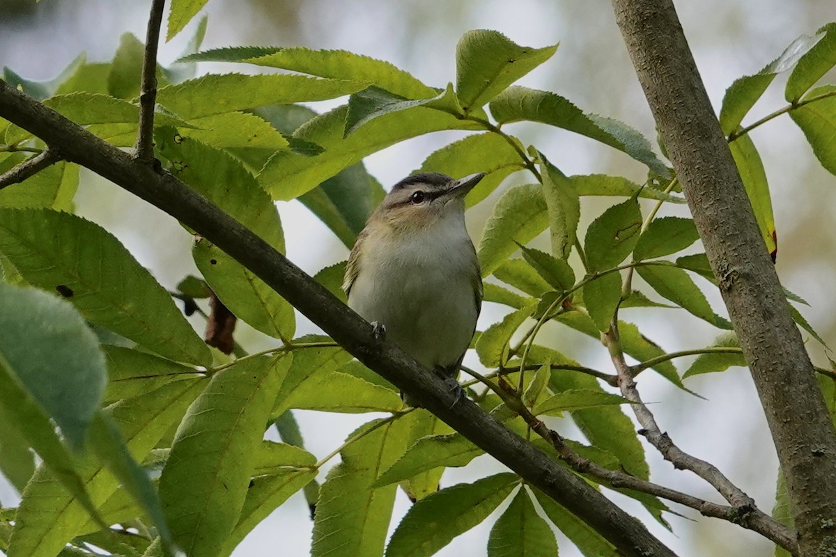 Red-eyed Vireo - ML641178454