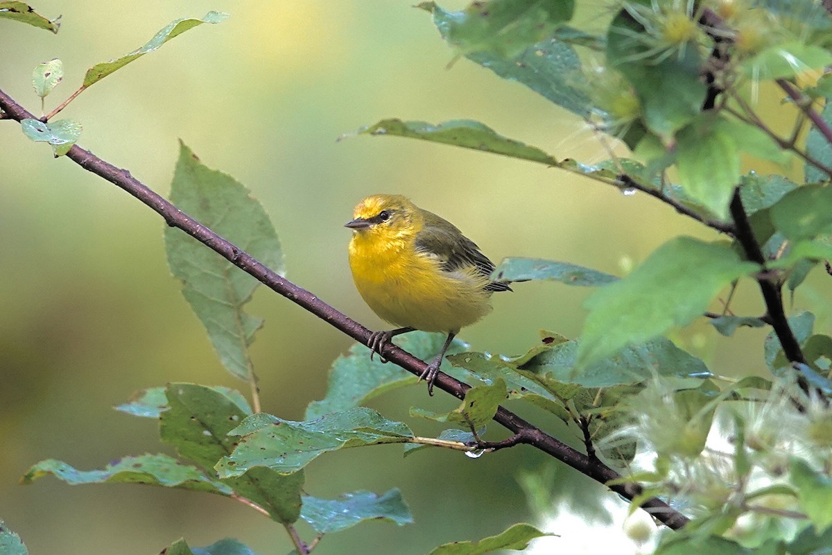 Blue-winged Warbler - ML641178469