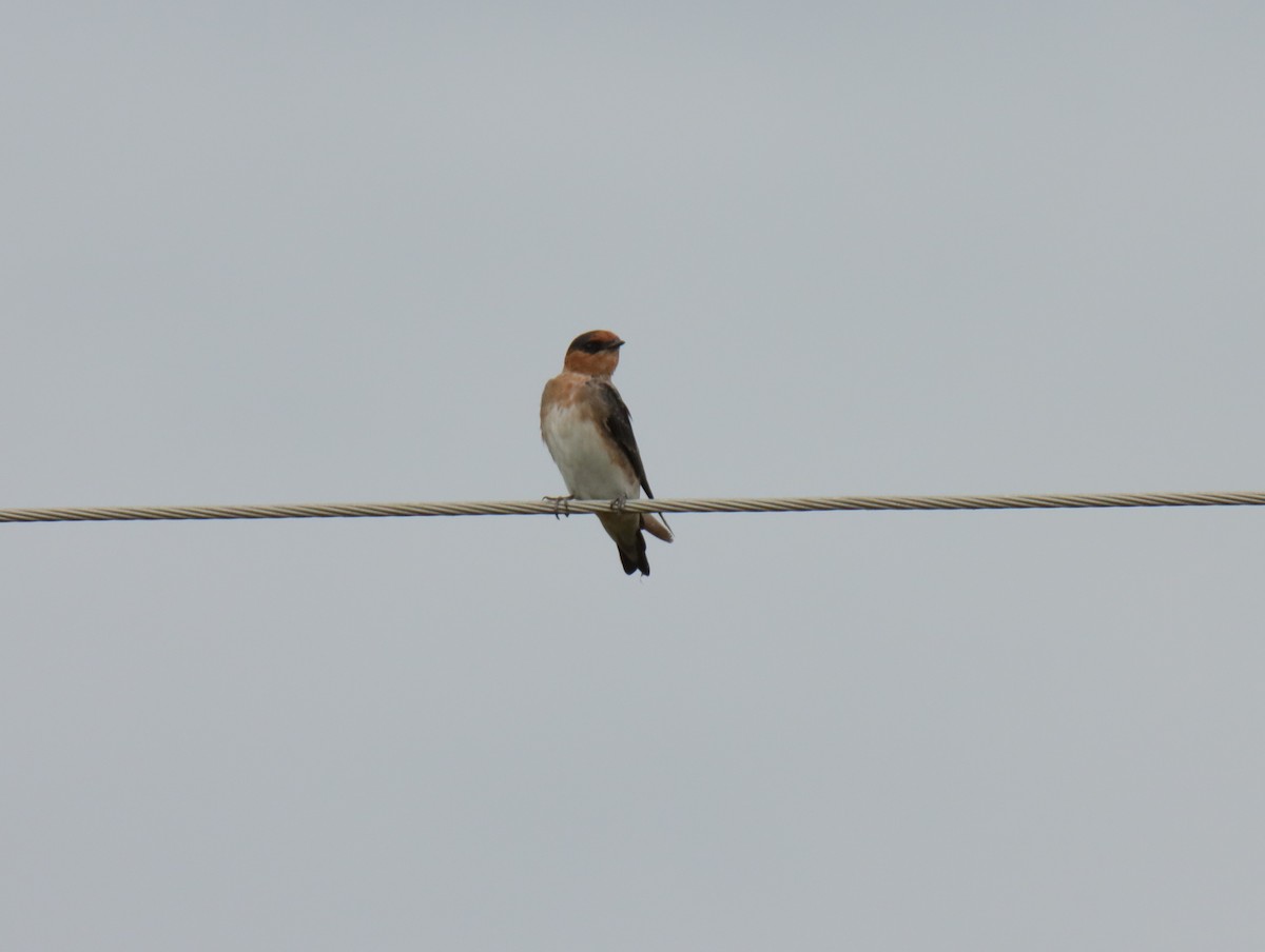 Cave Swallow - ML641178480