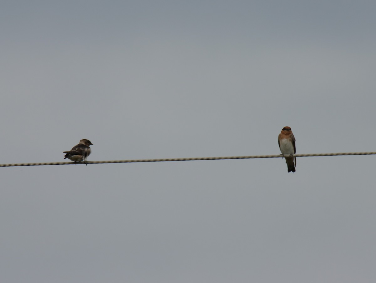 Cave Swallow - ML641178484