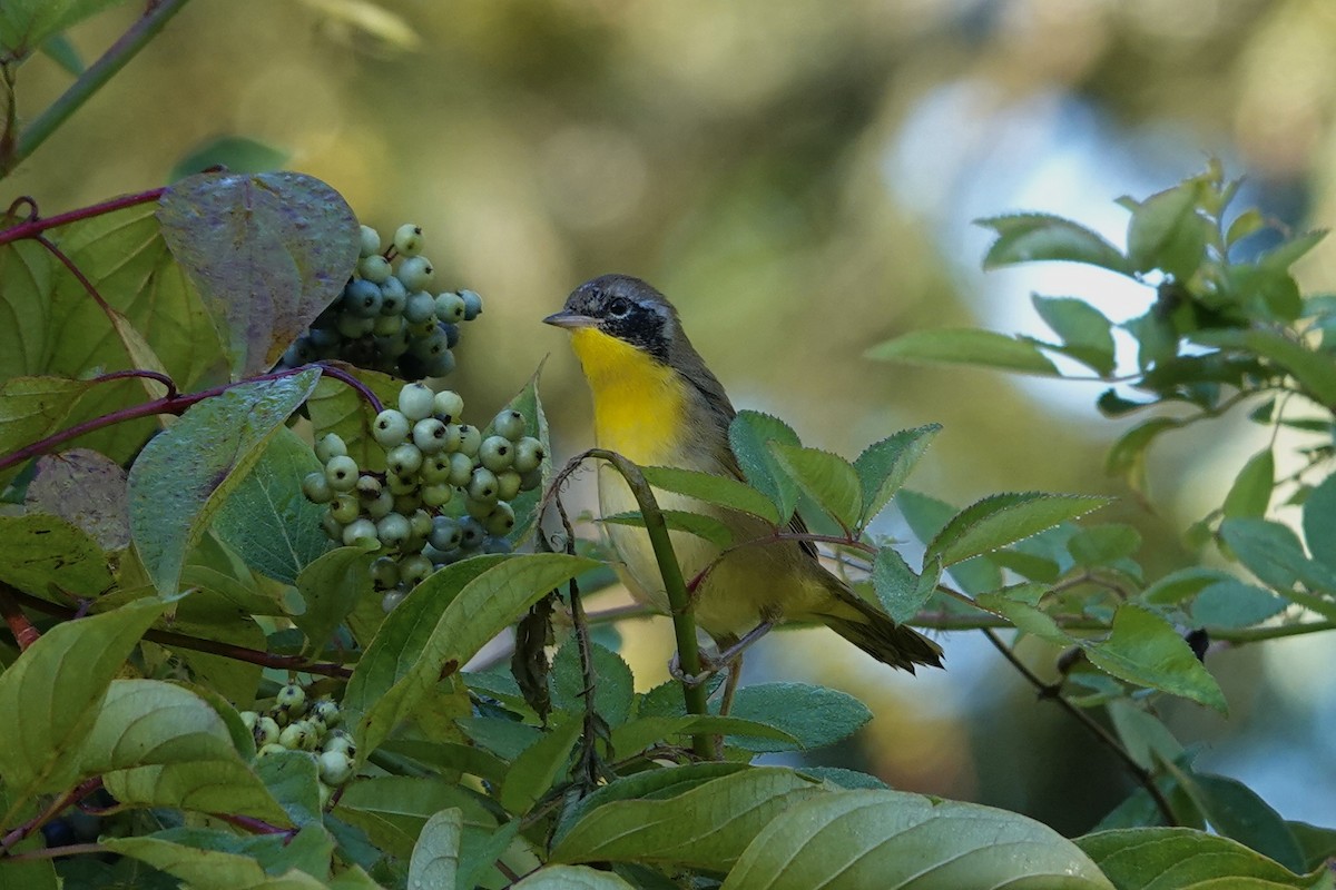 Common Yellowthroat - ML641178487