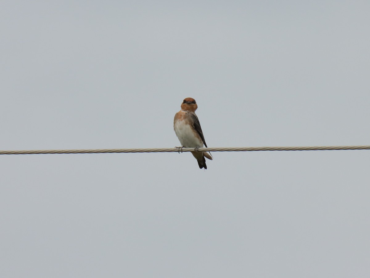 Cave Swallow - ML641178502