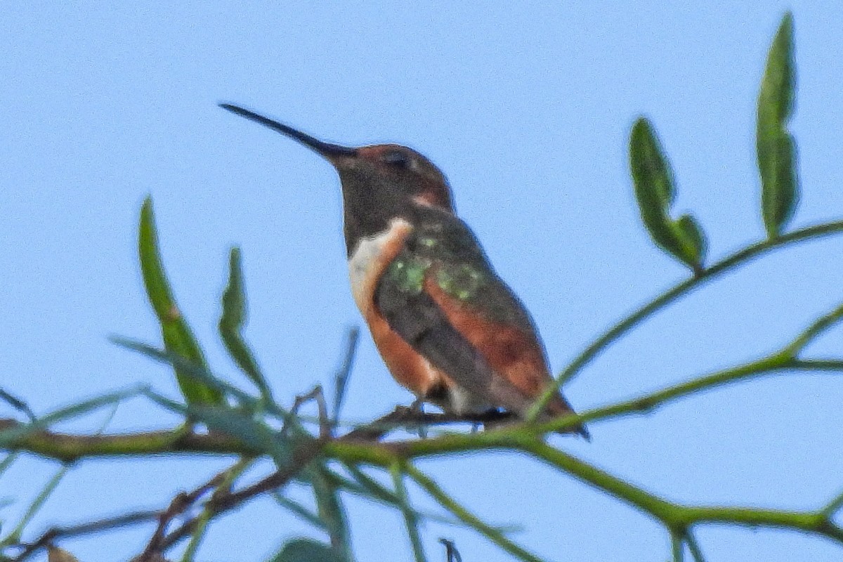 Allen's Hummingbird - ML641178503