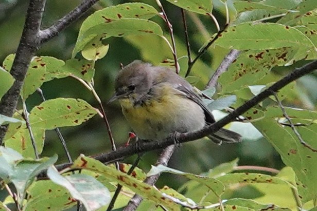 Pine Warbler - ML641178523
