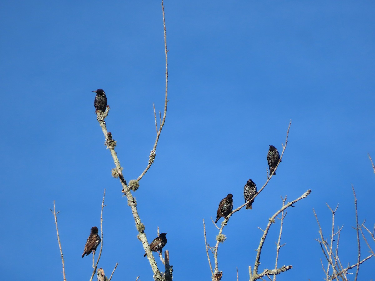 European Starling - ML641178526