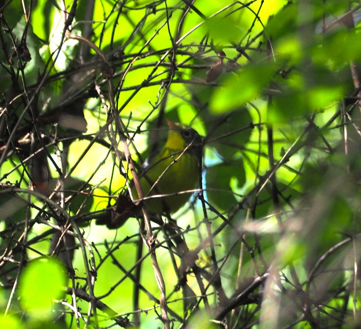 Canada Warbler - ML641178574