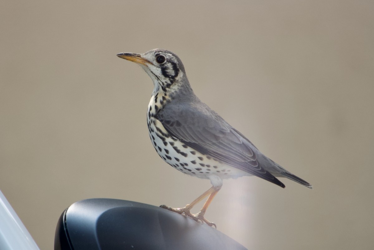 Groundscraper Thrush - ML641178588