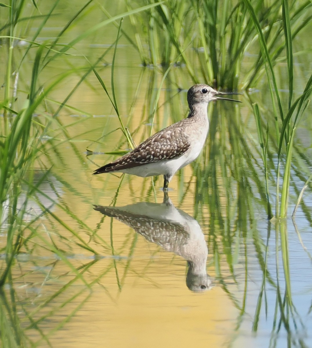 Wood Sandpiper - ML641178592
