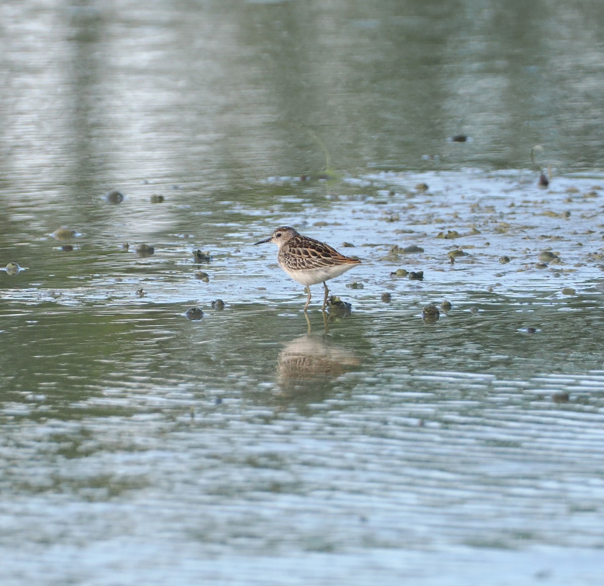Long-toed Stint - ML641178649