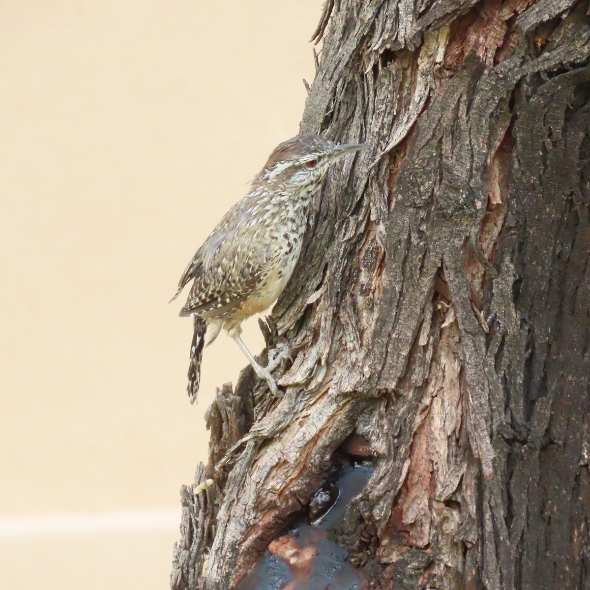 Cactus Wren - ML641178680