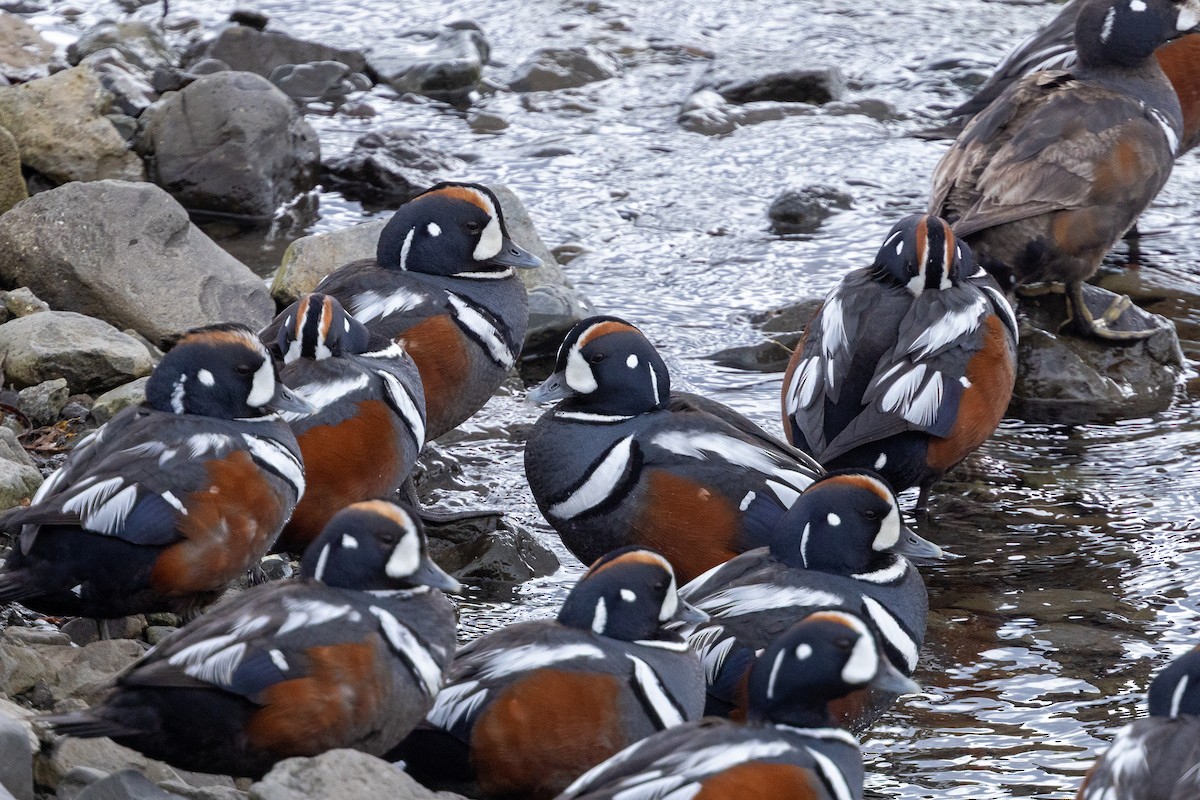 Harlequin Duck - ML641178778