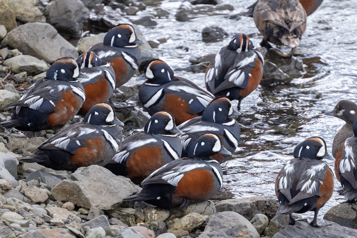 Harlequin Duck - ML641178779