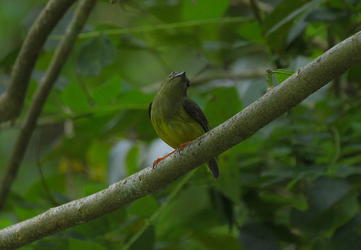 White-collared Manakin - ML641178830