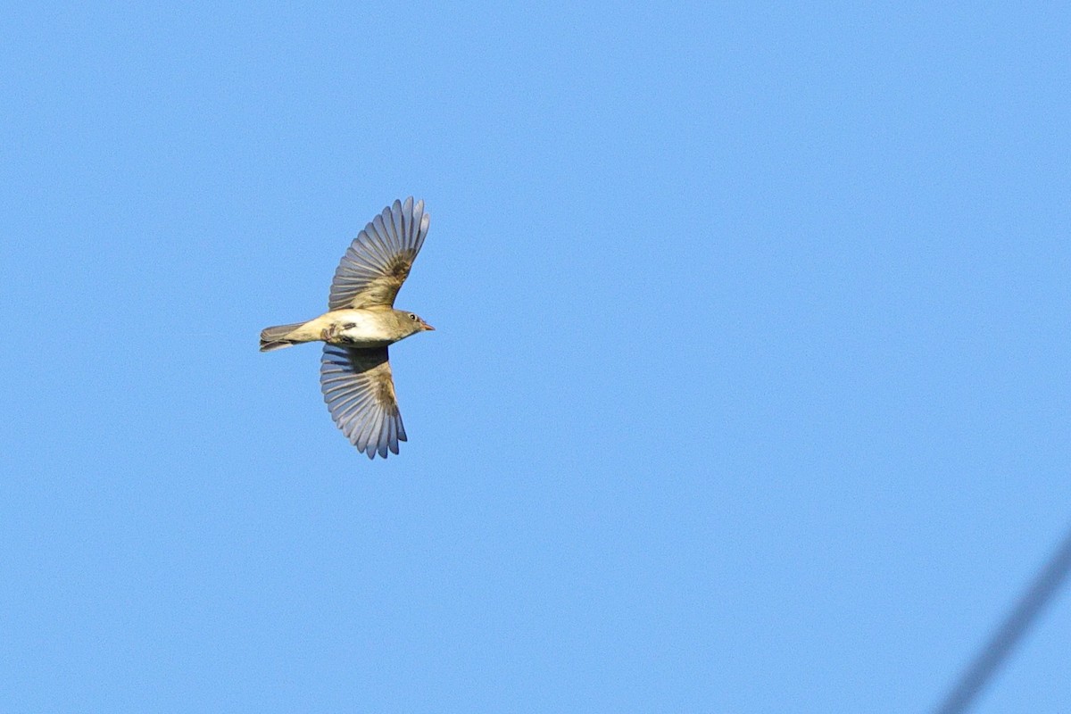 Empidonax sp. - ML641178831