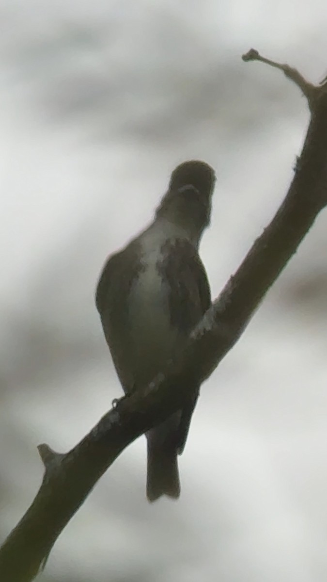 Olive-sided Flycatcher - ML641178839