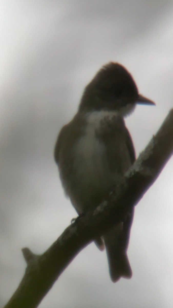 Olive-sided Flycatcher - ML641178844