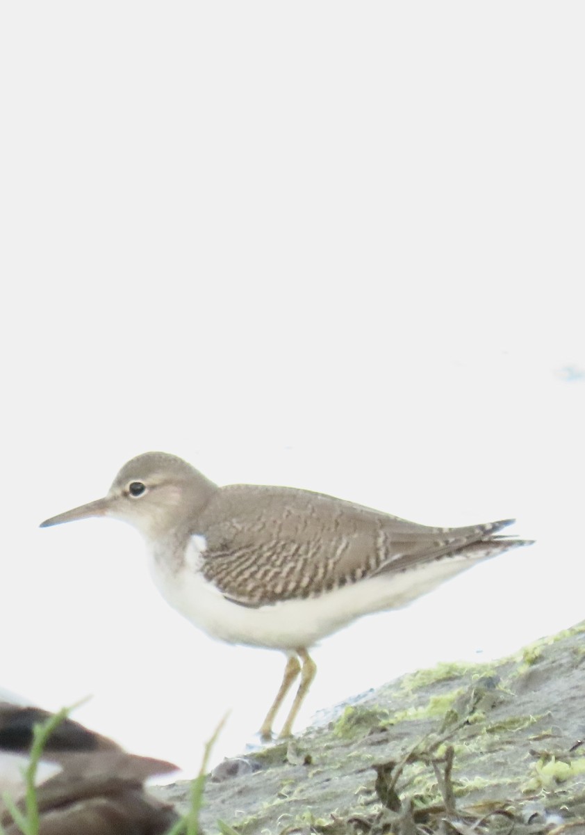 Spotted Sandpiper - ML641178945