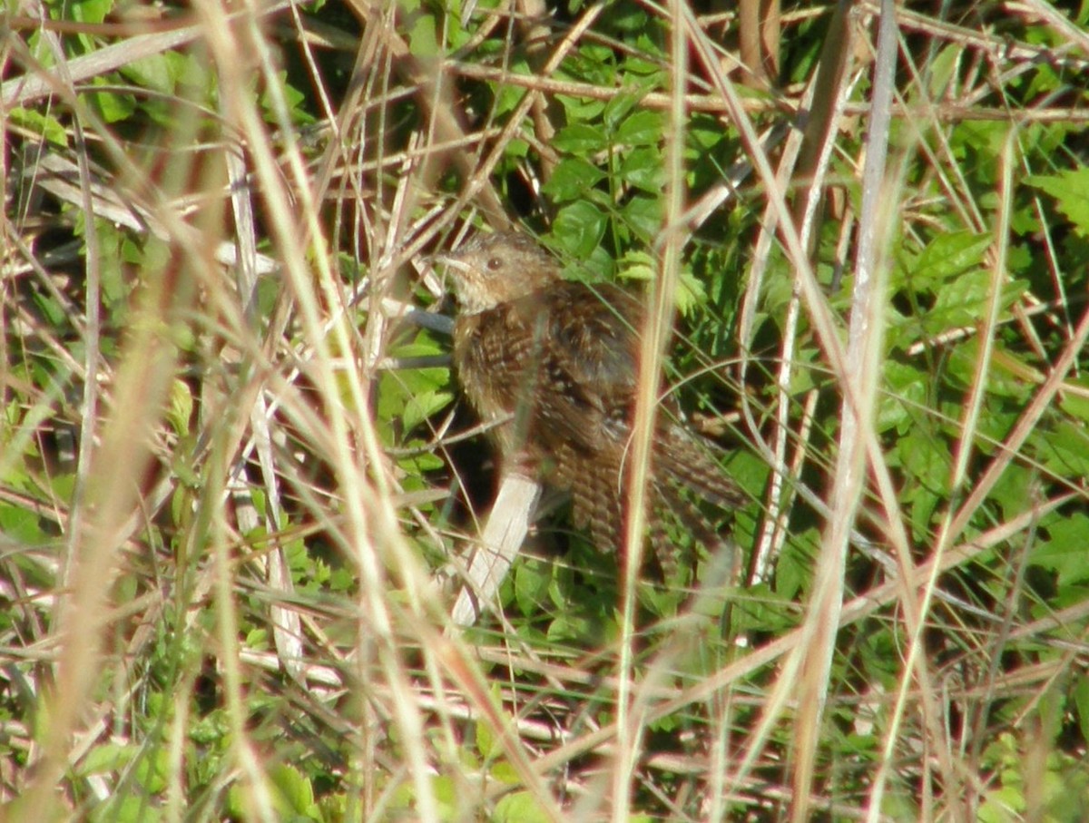 Sedge Wren - ML641178948