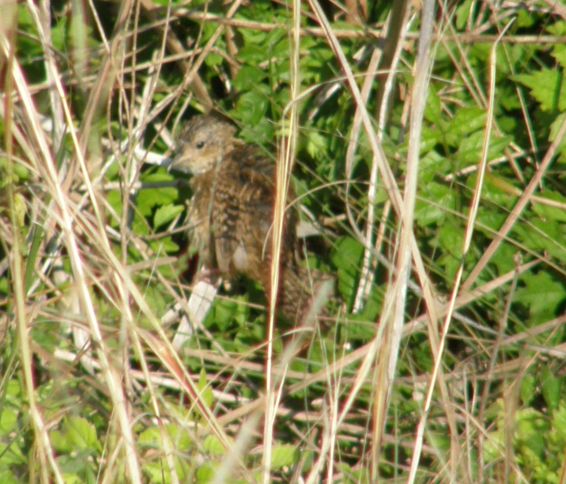 Sedge Wren - ML641178949